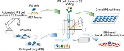 Cell Cluster Sorting in Automated Differentiation of Patient-specific Induced Pluripotent Stem Cells Towards Blood Cells